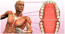  - Dental Meridian Tooth Chart